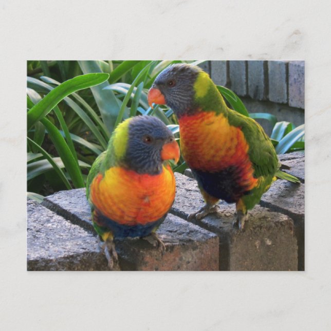 Postal Parrot Pals (Anverso)