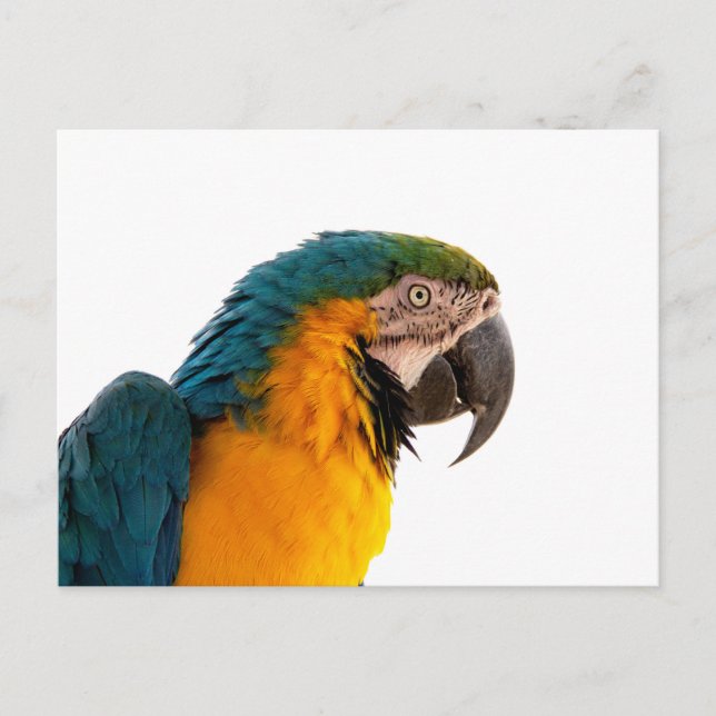 Postal Parrot Post-it Notes (Anverso)