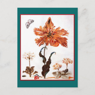 Postal Parrot Tulip Postcard