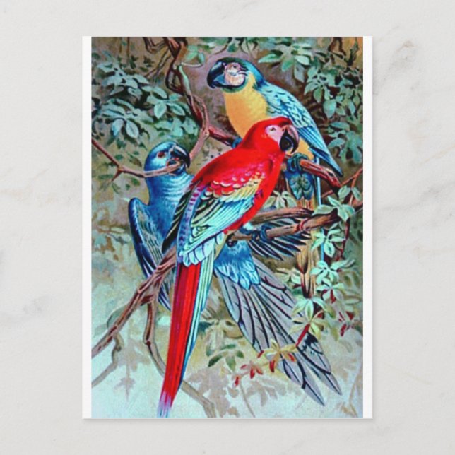 Postal Parrots macaw aves silvestres pintura colorida (Anverso)