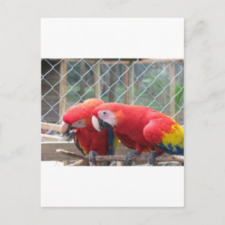 Postal Parrott