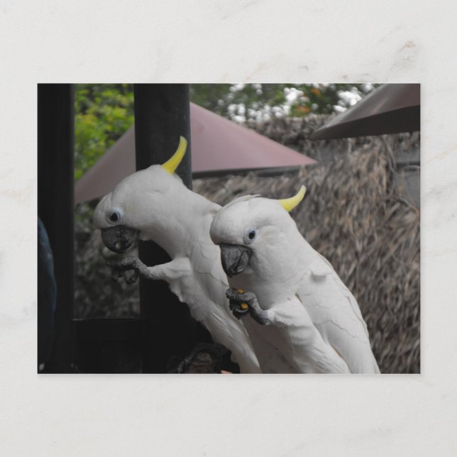 Postal Parrott (Anverso)