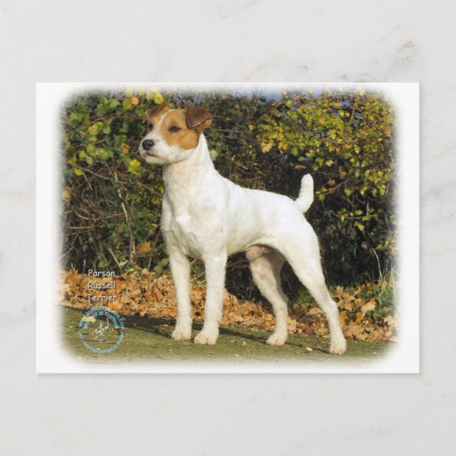 Postal Parson Russell Terrier 9T016D-223 (Anverso)