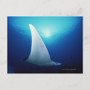 Postal Parte inferior de una mantarraya