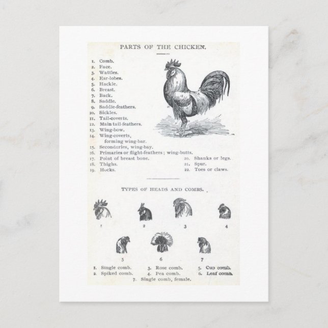 Postal Partes del pollo (Anverso)