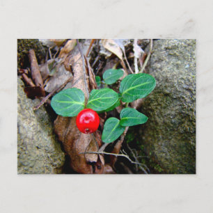 Postal Partridge Berry Wildflower