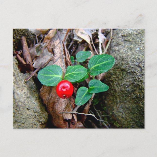 Postal Partridge Berry Wildflower (Anverso)