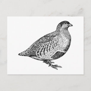 Postal Partridge Bird Art