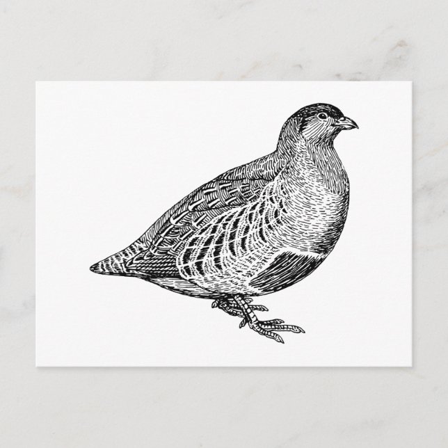 Postal Partridge Bird Art (Anverso)