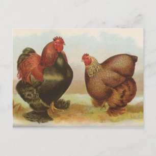 Postal "Partridge Cochin Chickens" vintage
