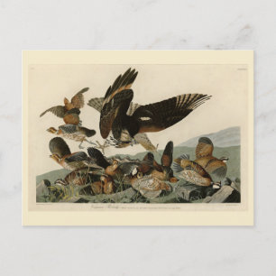 Postal Partrigo Virginiano, los pájaros de Audubon de Amé