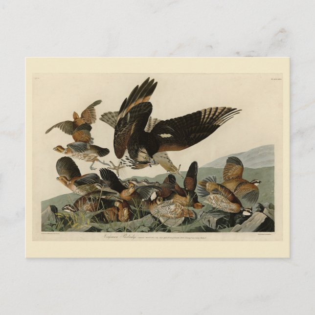Postal Partrigo Virginiano, los pájaros de Audubon de Amé (Anverso)