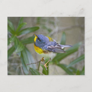 Postal Parula americana (Parula americana)