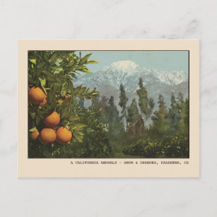 Postal Pasadena Postcard Nieve y Naranjas Groves