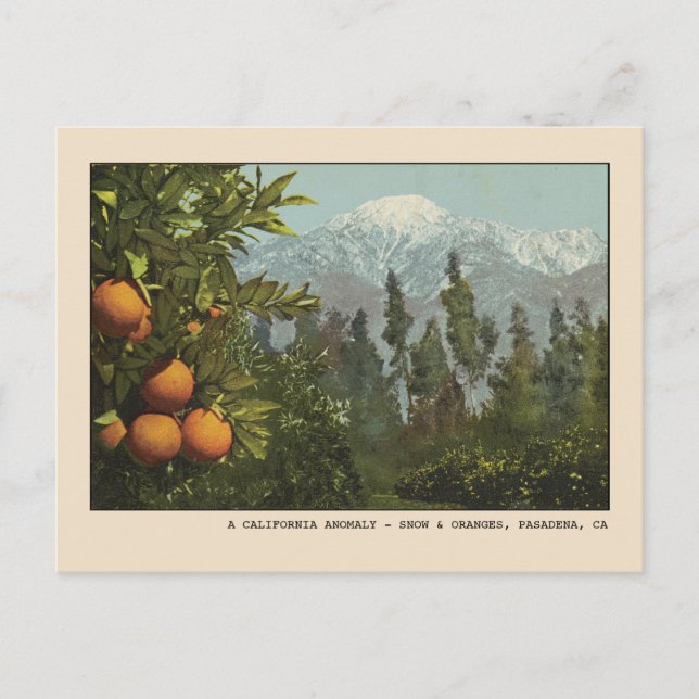 Postal Pasadena Postcard Nieve y Naranjas Groves (Anverso)