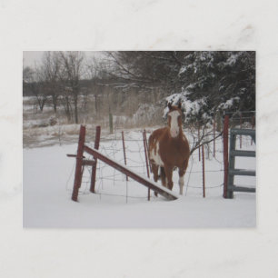 Postal Pasador En La Nieve