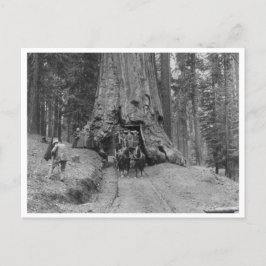 Postal Pasando Por El Gran Árbol Wawona
