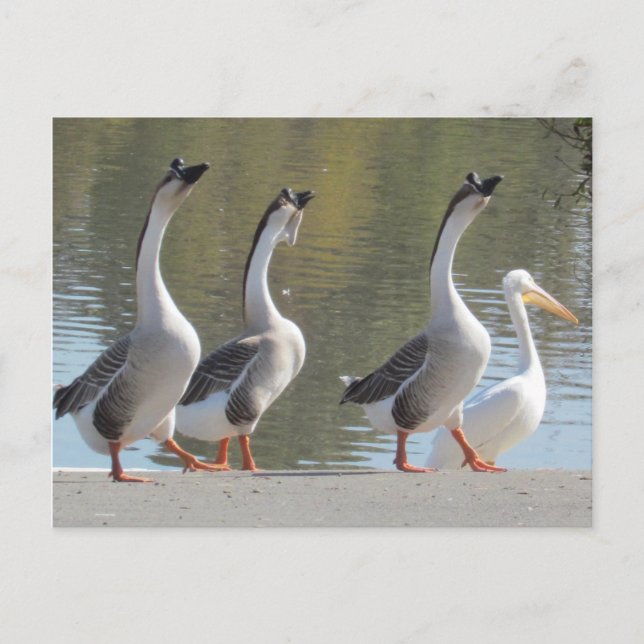 Postal - Pasear a la orilla del lago (Anverso)