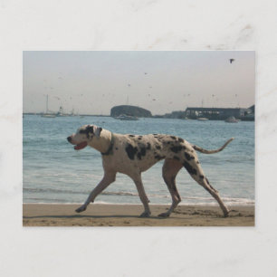 Postal Paseo de la tarde III