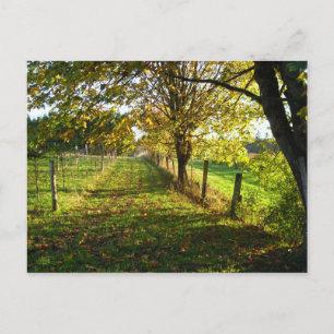 Postal Paseo de otoño