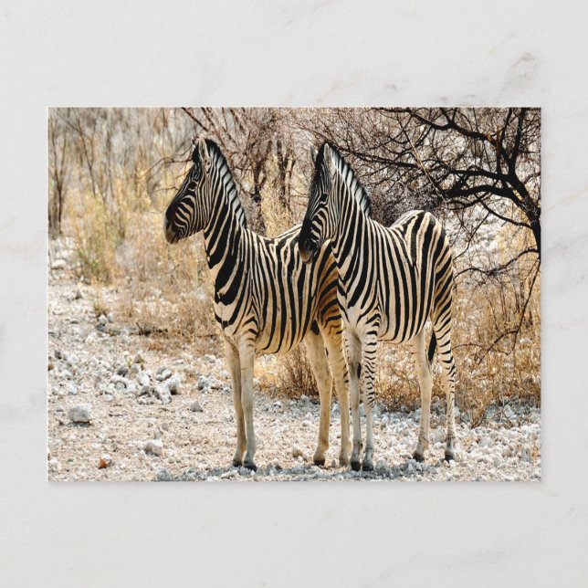 Postal Paseo de Zebra (Anverso)