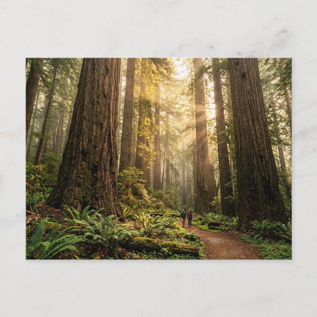 Postal Paseo por el bosque (Anverso)
