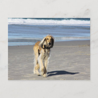 Postal Paseo por Saluki en la playa