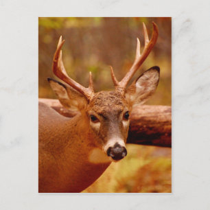 Postal Pasivo Mule Deer Buck