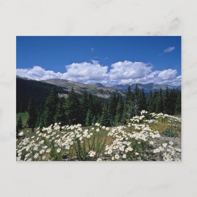 Postal paso de boreas blancas, flores de Breckenridge (Anverso)