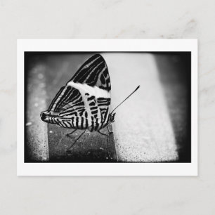 Postal paso de mariposa