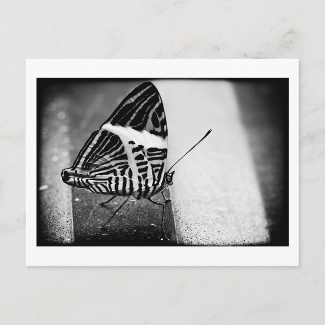 Postal paso de mariposa (Anverso)