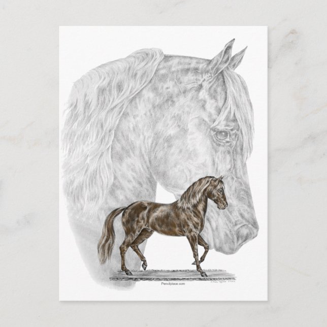 Postal Paso Fino Horse Art (Anverso)
