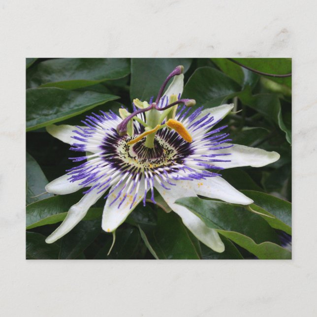 Postal Passiflora (Anverso)