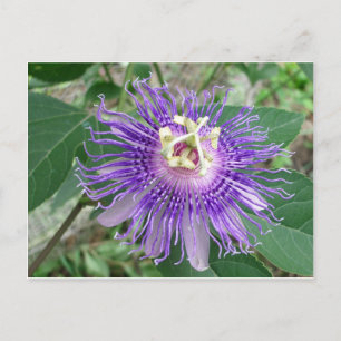 Postal Passiflora