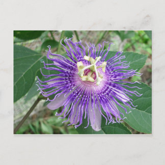 Postal Passiflora
