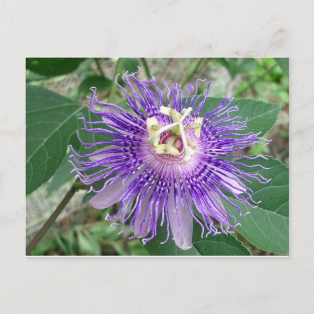 Postal Passiflora (Anverso)
