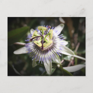 Postal passiflora, flor, milifeisart