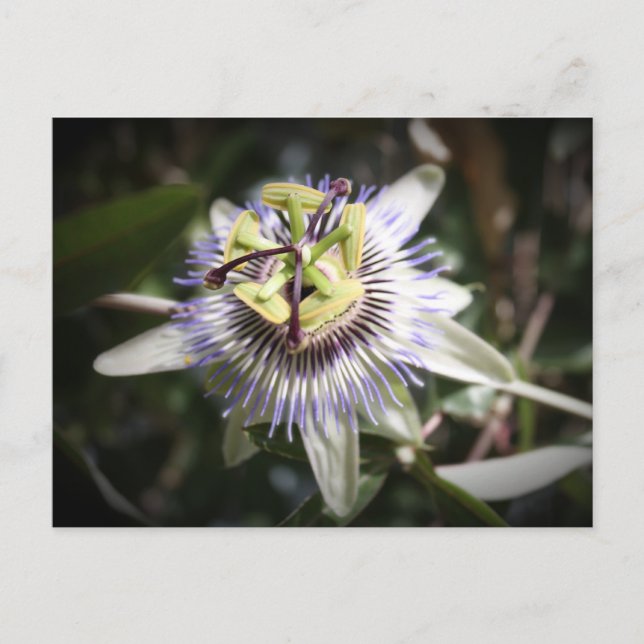 Postal passiflora, flor, milifeisart (Anverso)