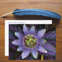 Passiflora púrpura y Escudo persa fotográfico