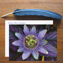 Postal Passiflora púrpura y Escudo persa fotográfico