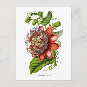 Postal Passiflora quadrangularis decaisneana
