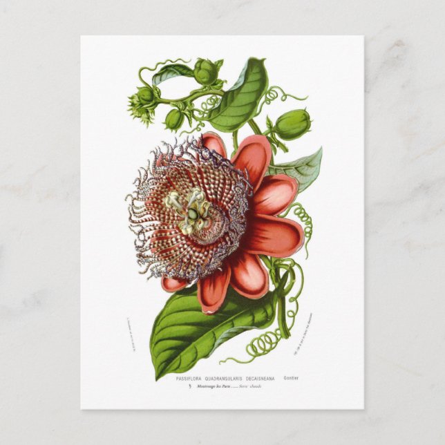 Postal Passiflora quadrangularis decaisneana (Anverso)