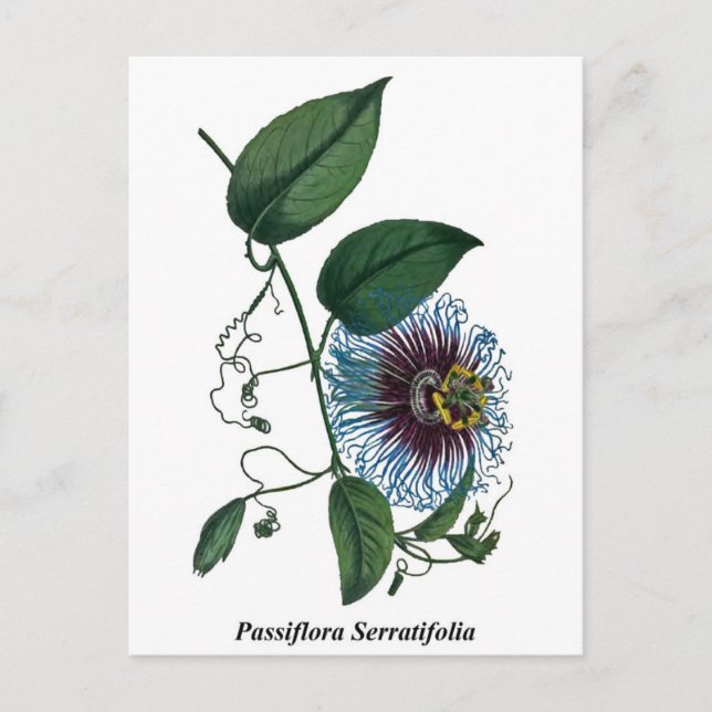 Postal Passiflora Serratifolia (Anverso)