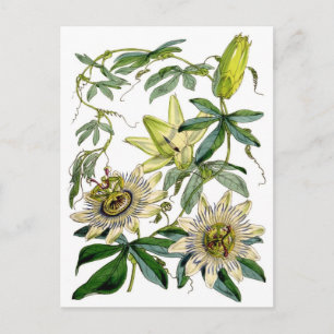 Postal Passion Flowers Botanical Illustration