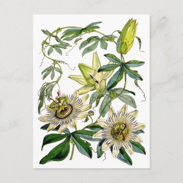Postal Passion Flowers Botanical Illustration (Anverso)