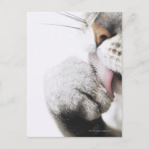 Postal Pasta de limpieza de gatos