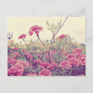 Postal Pastel Marigolds