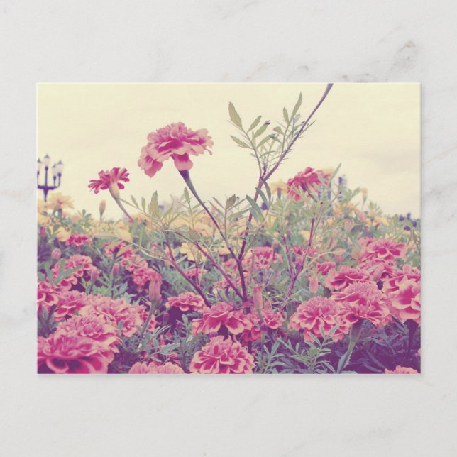 Postal Pastel Marigolds (Anverso)
