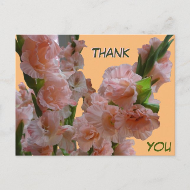 Postal Pastel Naranja Pink Gladioli Gracias Postcard (Anverso)