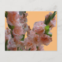 Pastel Naranja Polvo de Gladioli Rosa. Postcard de